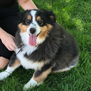 Meet your Posher, Sydney